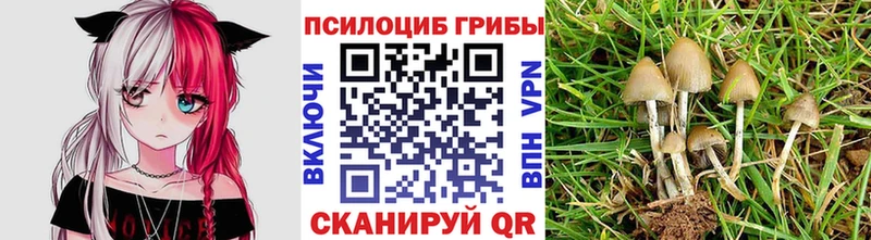 как найти закладки  Краснознаменск  Галлюциногенные грибы прущие грибы 